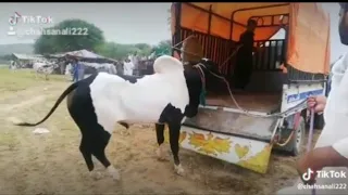 Dangerous Bull On Eid-Ul-Adha 2019 || Angry Cows || Funny Moments