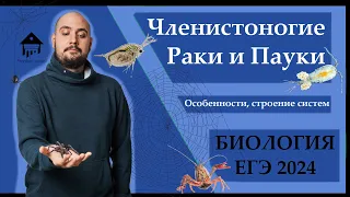 Членистоногие. РАКИ И ПАУКИ для ЕГЭ 2024 |ЕГЭ БИОЛОГИЯ|Freedom|