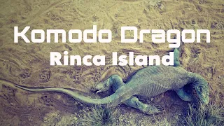 Komodo dragon at Komodo National Park Rinca Island NOV 2023