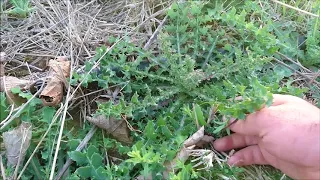 Picking Edible Wild Weeds