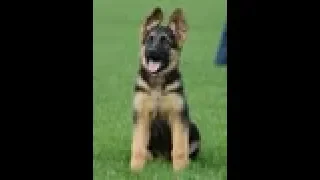 Puppy Training - Positive Method - 3 months old German Shepherd Dog / K9 Ambassador