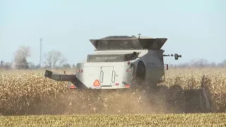 Harvest 2020 | Gleaner S77 Combine Harvesting Corn | Corn Harvest 2020