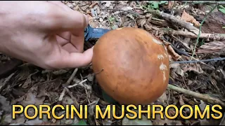 MUSHROOM HUNTING IN FOREST | FUNGHI PORCINI | PICKING MUSHROOM IN SLOVAKIA