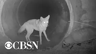 Video shows coyote and badger on a mission together