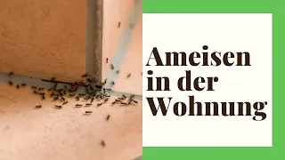 Ameisen in der Wohnung (So beseitigen Sie die Plagegeister)