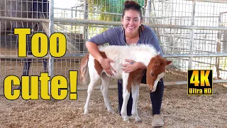 Cute & Funny Tiny Mini Horse with a Giant Personality!