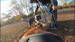 American Bully Gets Aggressive With Husky Puppy At Dog Park