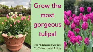 How to choose, plant and grow tulips