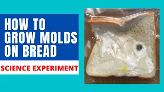 HOW TO GROW MOLDS | GROW MOLDS ON BREAD | BREAD MOLD EXPERIMENT |