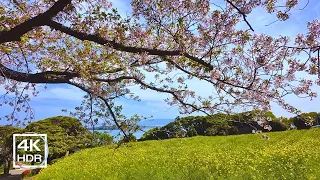 Beautiful Garden 4K Walking Tour | Amazing Colors and Relaxing Bird Song on Nokonoshima, Japan 🇯🇵