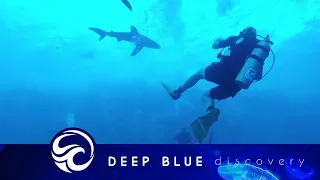 Oceanic whitetip shark bites diver's leg