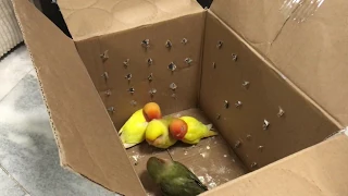 Unboxing a Flock of Lovebird Parrots and Gaining Their Trust!