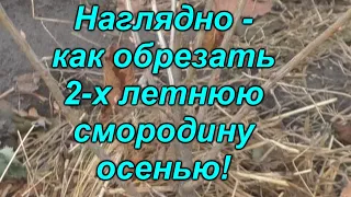 Смородина  завалит урожаем в дальнейшем, если её сейчас так обрезать!