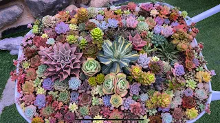 THE MOST BEAUTIFUL SUCCULENTS & COFFEE SHOP  | 다육식물 | 多肉植物 | Suculentas