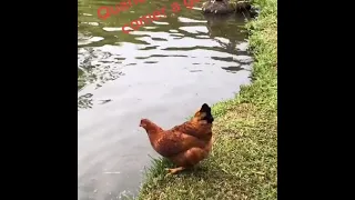 Traíra tentando comer uma Galinha