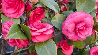 Camellia🇺🇸🌹🌹🌹