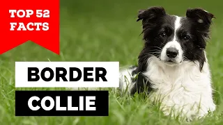 99% of Border Collie Owners Don't Know This
