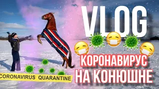 VLOG: НЕ СОБЛЮДАЮ КАРАНТИН? | ВОЗОБНОВЛЯЕМ РАБОТУ С ЖУ