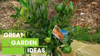 All Your Need To Know About Dwarf Citrus Plants | Gardening | Great Home Ideas