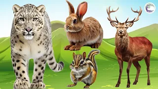 Love Life: Snow Leopard, Deer, Squirrel, Rabbit, Lion, Dog, Cat - Animal Sound