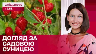 Як доглядати за суницею садовою аби мати гарний врожай? – Антоніна Лесик