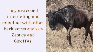 14 Interesting Facts You Should Know About Wildebeest