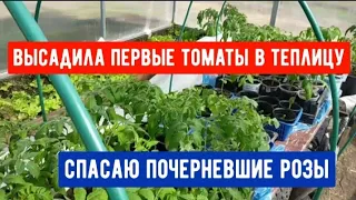 #769ВЫСАДИЛА ПЕРВЫЕ ТОМАТЫ В ТЕПЛИЦУ/ПОДКОРМИЛА КЛУБНИКУ/СПАСАЮ РОЗЫ