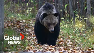 British Columbians demand grizzly bear management as deadly mammals visit Pemberton farmlands