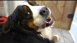 First bath in FOUR years! Beautiful Bernese Mountain Dog transformation