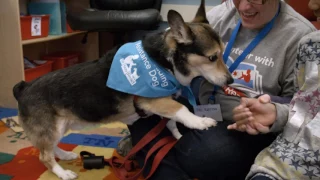 Meet Certified Reading Assistance Dog, Thomas!