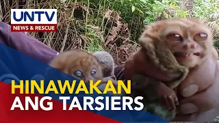 Vlogger sa South Cotabato sa likod ng viral tarsier video, iniimbestigahan na ng DENR