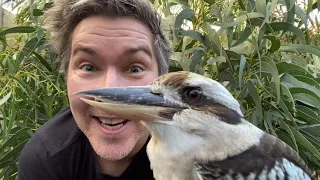 Manningham's Backyard Biodiversity: Laughing kookaburra