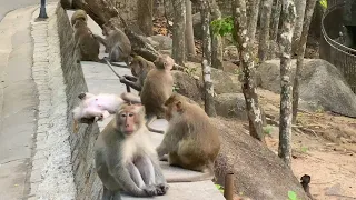 Relaxing afternoon with the monkey family