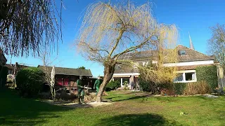 Kustorez. Removing a Willow tree with a Chainsaw!