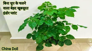 Indoor plant | china doll | emerald tree | radermachera | shade loving plant | low light plant