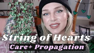 String of Hearts (Ceropegia woodii) Care Guide + Propagation Methods with Demo