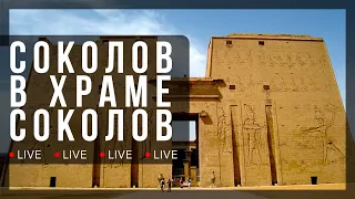 Александр Соколов в храме соколов | Научная станция в Эдфу (Египет)