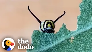 Watch The Mesmerizing Life Cycle Of A Monarch Butterfly | The Dodo