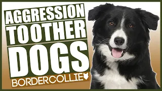 AGGRESSIVE BORDER COLLIE TRAINING! How To Train Aggressive Border Collie Puppy!