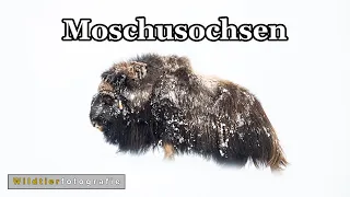 Moschusochsen im Winter - Wildlifefotografie im Dovrefjell