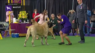 Mastiffs | Breed Judging 2019