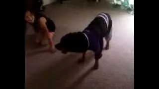 Vicious Rottweiler attacks girl in clothes!