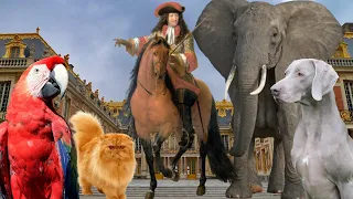 Vlog - Expo "Les animaux du Roi" au château de Versailles