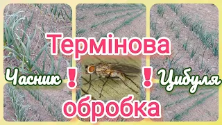 Муха вилетіла. Термінова обробка часнику і цибулі @vsiogo_potroshku_u_seli