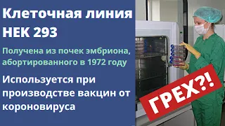 Эмбриональная клеточная линия грех? | Фетальная терапия - православный взгляд