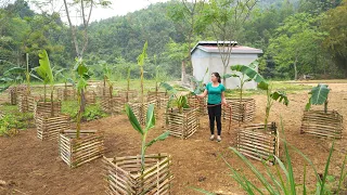 Plant a banana garden in the hope of getting an early harvest, live with nature - Ly Hieu Hieu