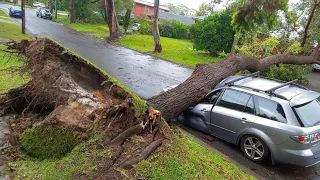 Dangerous Tree Cutting Fails With Chainsaw, Extreme Large Tree Falling On Car Pathetic