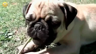 Мопсы #2 | Приколы с мопсами| Смешные мопсы | Pugs | Fun with pugs | Funny Pugs