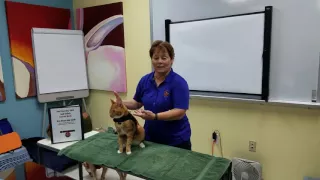 Demonstrating the Purrito Towel Wrapping on Pet Safety Cat Casey