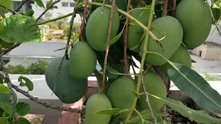 Alphonso mangoes grown on terrace in a pot!!!